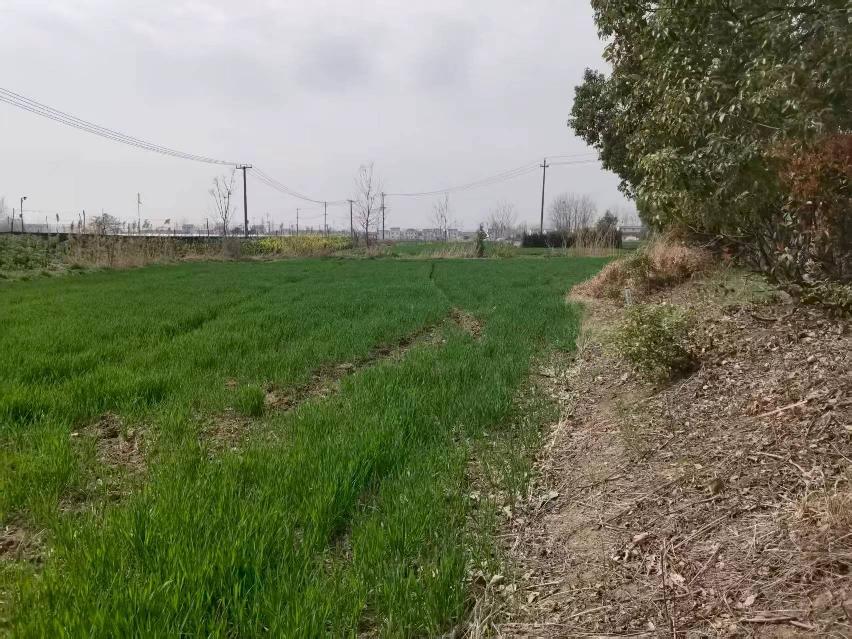 洪泽区东双沟镇张庄村地块招租公告