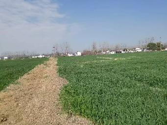 洪泽区东双沟镇张庄村地块招租公告