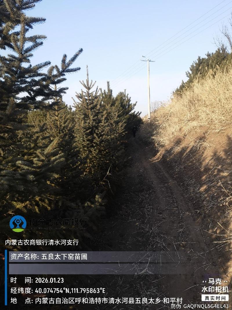 呼和浩特市清水河县五良太下窑村苗圃基地树苗公开询价