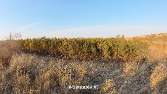 呼和浩特市清水河县五良太下窑村苗圃基地树苗公开询价