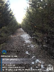 呼和浩特市清水河县五良太下窑村苗圃基地树苗公开询价