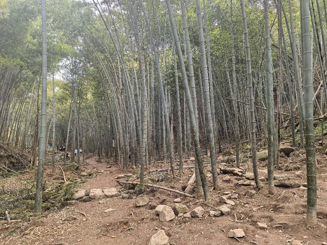 芜湖市峨桥镇大桥股份经济合作社56.79亩毛竹转让公告