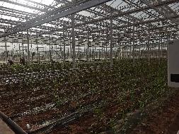 约1485.27亩耕地、7亩荷标温室大棚打包出租（乌达区乌兰淖尔镇泽园新村集体经济组织）（租金底价：1338667.23元/租期自合同签订之日至2026年12月31日）