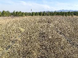 克什克腾旗托河林场约18万株柠条苗(容器苗)整体转让(国资监测编号GR2026NM1001606)