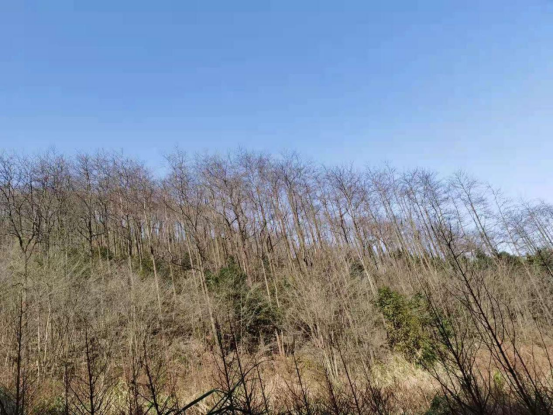 南陵县烟墩镇霭里村城山组约33亩檫木转让公告