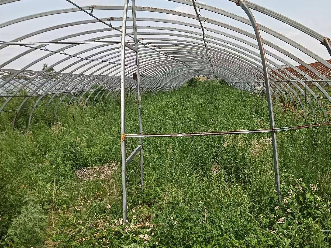 呼伦贝尔农垦那吉屯农牧场有限公司第三连队（蔬菜大棚）第五区10处塑料大棚（棚号：501-510)出租（租金底价：10000.00元/年，租期一年）