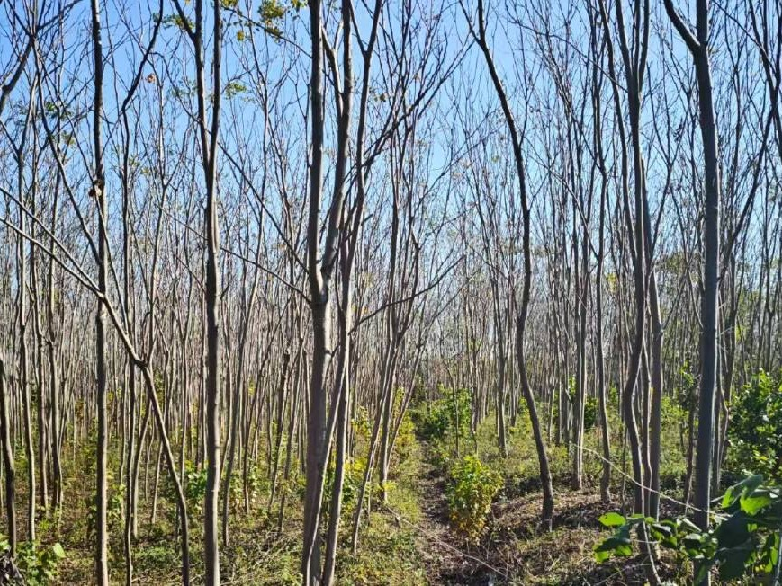 芜湖市鸠江区白茆现代农业产业园区（春森苗圃）一批栾树、桂花树等苗木转让公告(国资监测编号GR2026AH2000889)