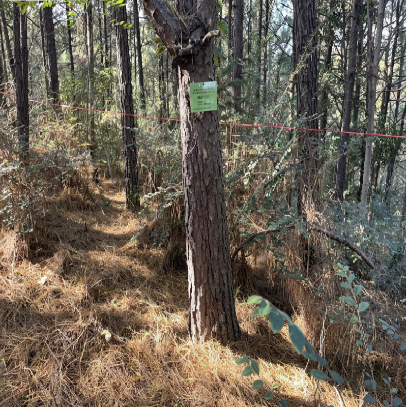 南陵县籍山镇界山村集体山场约897株湿地松转让公告