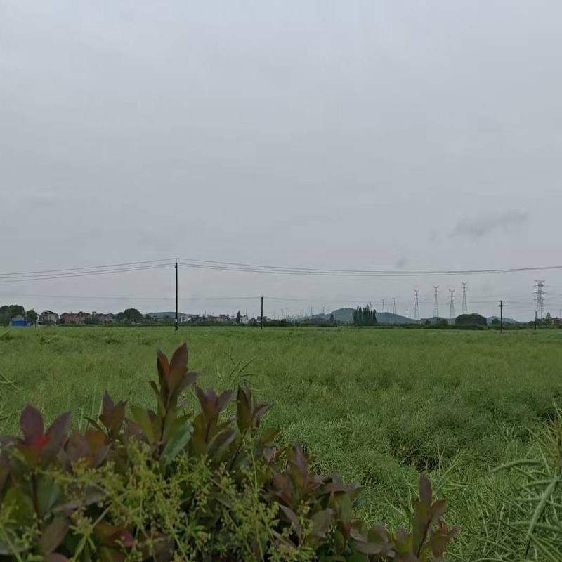 芜湖市弋江区白马街道新大垾村约2931.66亩土地经营权出租公告