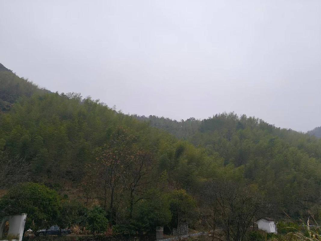 衢江区湖南镇湘思村毛竹山公开挂牌招租(二次挂牌)