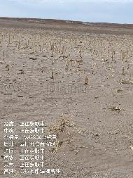 2026年位于科尔沁右翼中旗高力板镇呼和道卜嘎查约30亩土地经营权出租（租期：自签订合同之日起至2027年12月30日，租金底价：350元/亩/耕种期）