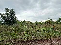 芜湖三山经济开发区高安街道高安村股份经济合作社约120亩土地经营权出租公告