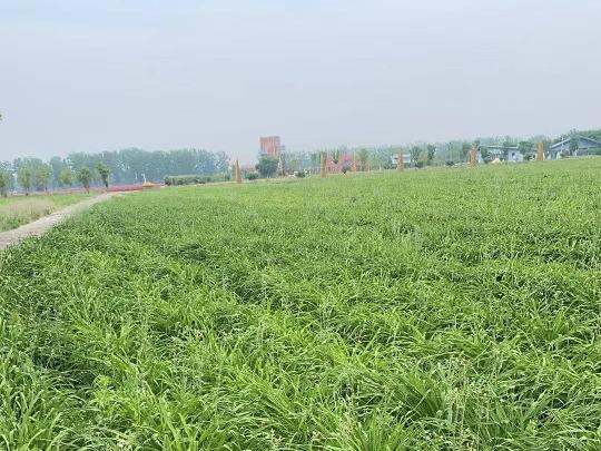 阅湖公社萱草鲜花蕾转让公告