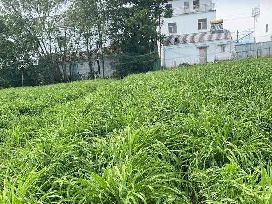 阅湖公社萱草鲜花蕾转让公告