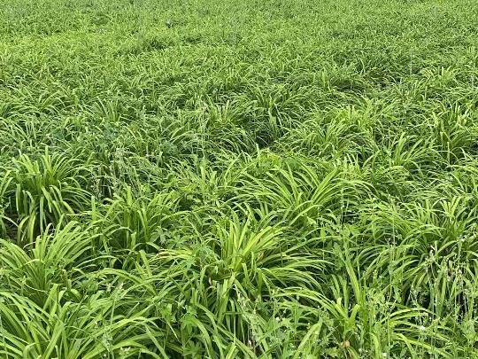 阅湖公社萱草鲜花蕾转让公告