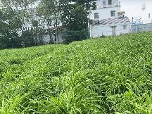 阅湖公社萱草鲜花蕾转让公告