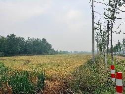 芜湖市鸠江区白茆镇莲花套约215亩土地经营权出租公告(国资监测编号GR2026AH2001047)