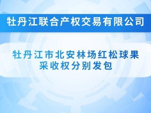 牡丹江市北安林场红松球果采收权分别发包交易公告