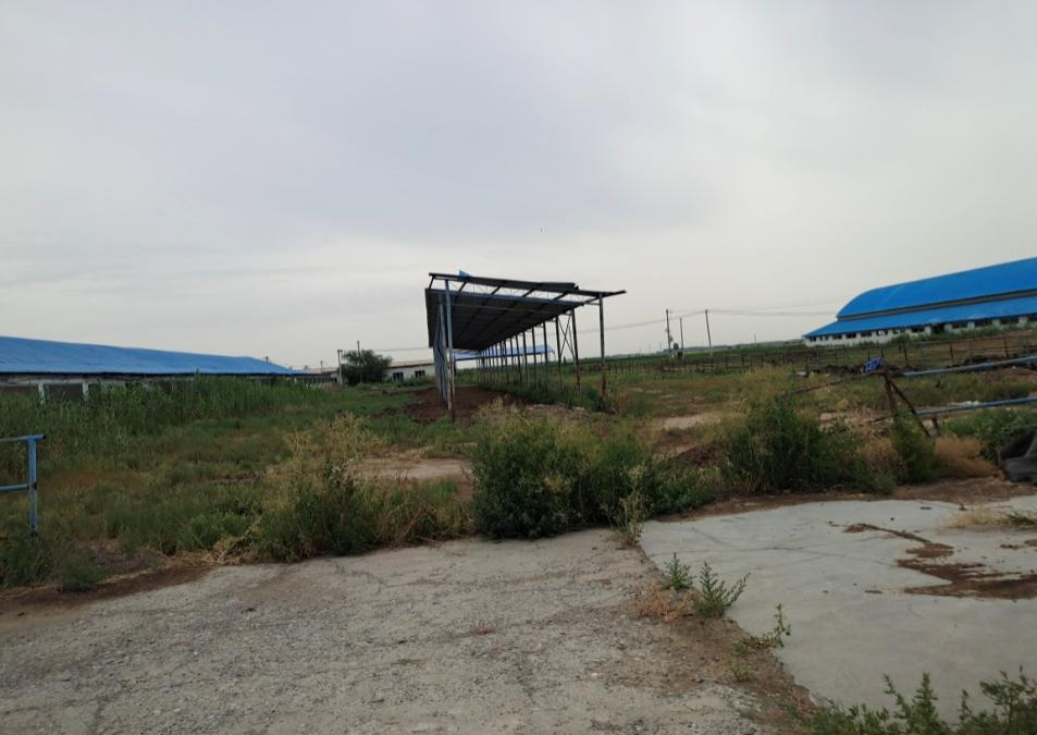石河子市新安镇双顺牧业有限公司租赁位于147团十户滩镇绿洲养牛场房屋建筑物及附属设施(二次挂牌)(国资监测编号GR2026XJ1000941-2)