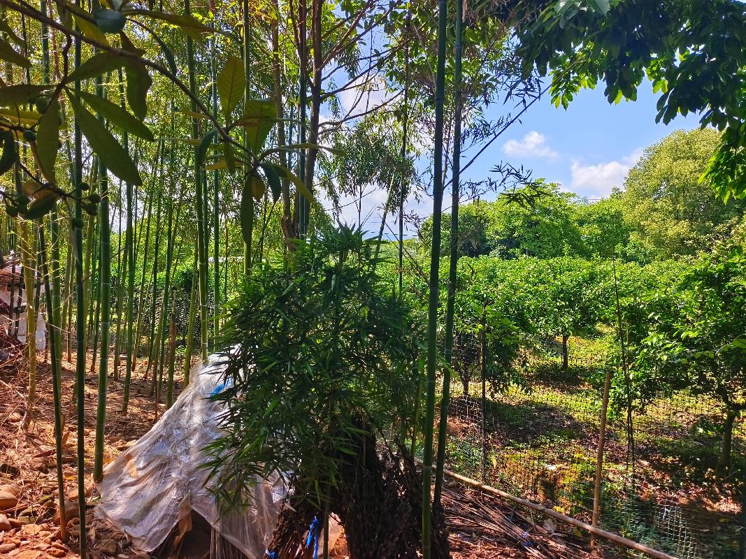 衢江区云溪乡思源村南边土地公开挂牌招租