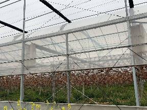 席桥连栋大棚8-13号招租公告