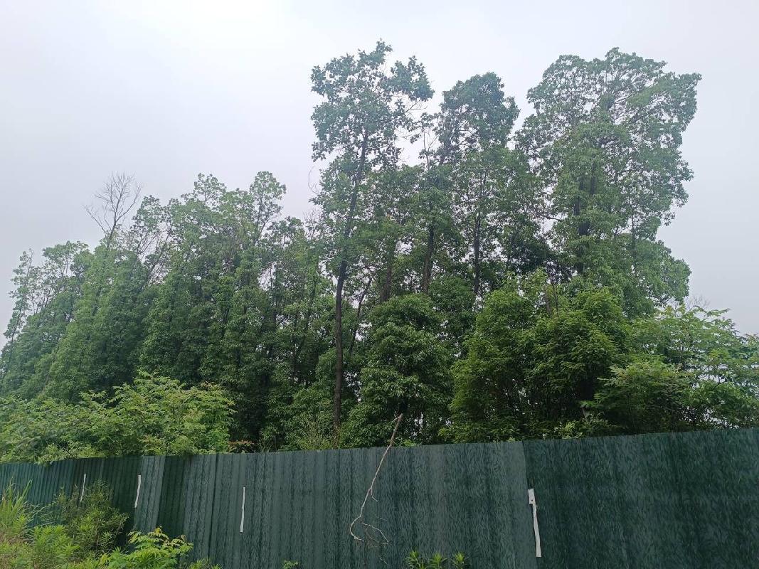池州市生活垃圾填埋场地下水污染防控与综合治理工程施工区一批香樟、朴树等林木转让公告(国资监测编号GR2026AH2001350)