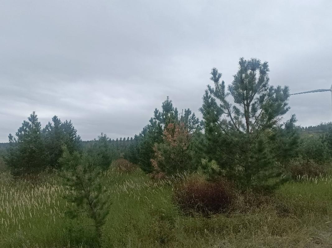 多伦县多伦诺尔镇二道洼村500003平方米土地承包经营权/森林、林木所有权转让（内蒙古农村商业银行股份有限公司镶黄旗支行）