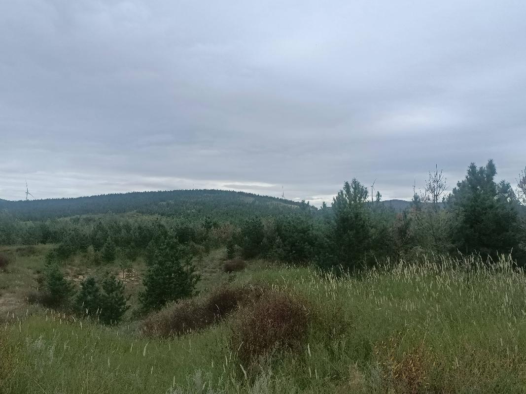 多伦县多伦诺尔镇二道洼村500003平方米土地承包经营权/森林、林木所有权转让（内蒙古农村商业银行股份有限公司镶黄旗支行）