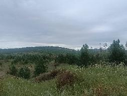 多伦县多伦诺尔镇二道洼村500003平方米土地承包经营权/森林、林木所有权转让（内蒙古农村商业银行股份有限公司镶黄旗支行）