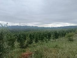 多伦县多伦诺尔镇二道洼村500003平方米土地承包经营权/森林、林木所有权转让（内蒙古农村商业银行股份有限公司镶黄旗支行）