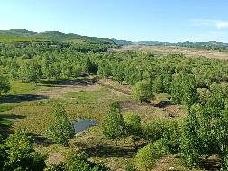 阿荣旗向阳峪镇松塔沟村蚕种场241.8889亩20年期土地经营权出租（20年租金底价159万元）(国资监测编号GR2026NM1002620)