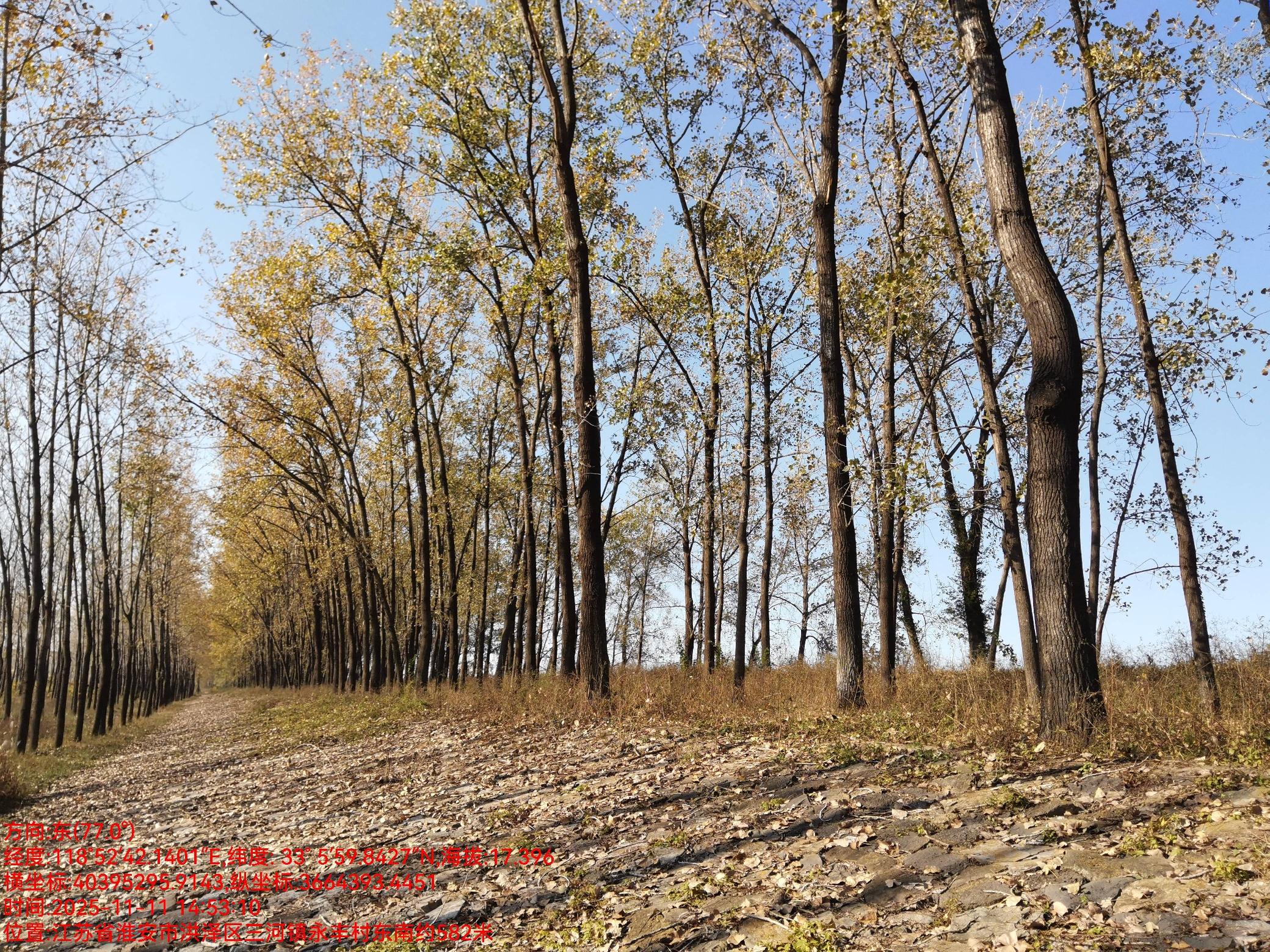 洪泽区入江水道左堤10.6K-15K处及苏北灌溉总渠右堤2.5K-11K处树木砍伐出售(国资监测编号GR2026JS5002391)