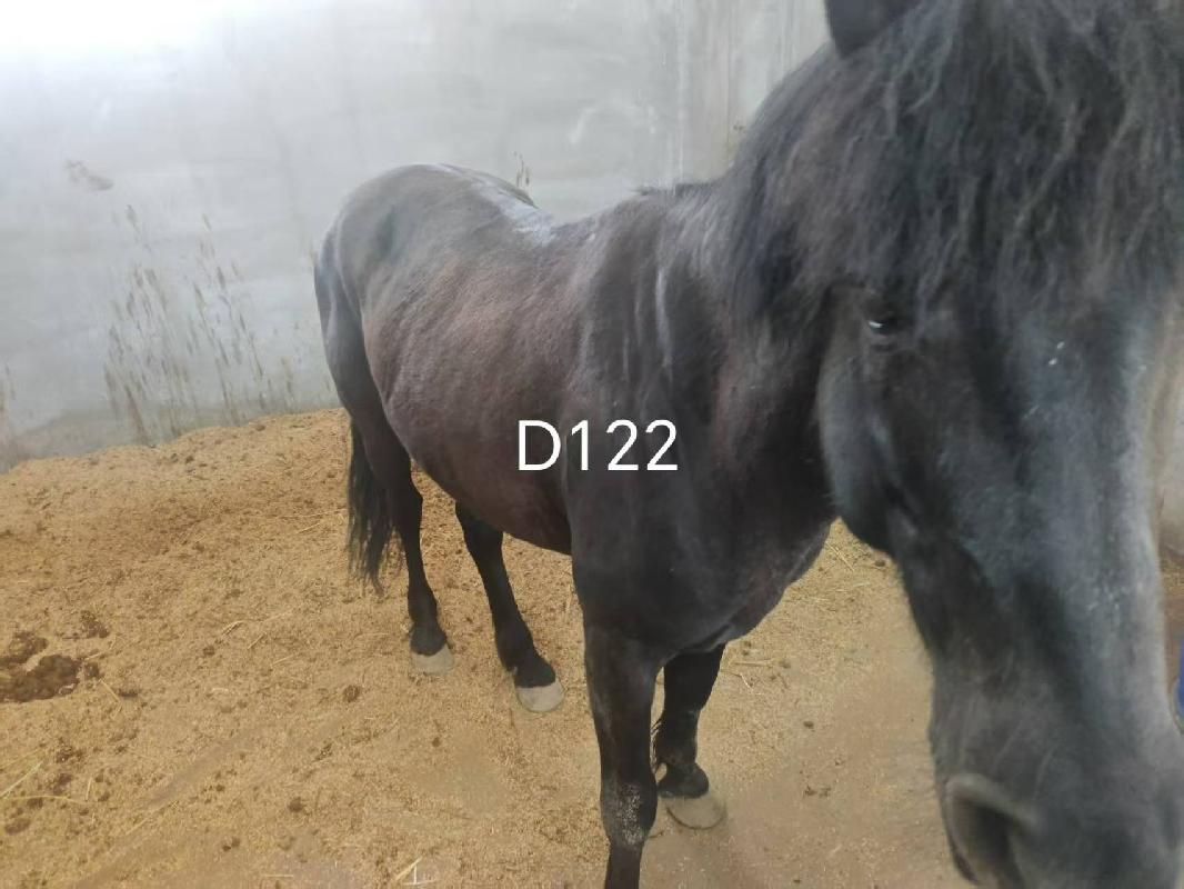 24匹观赏蒙古马处置（内蒙古乌兰恰特演艺有限责任公司）(国资监测编号GR2026NM1002513)