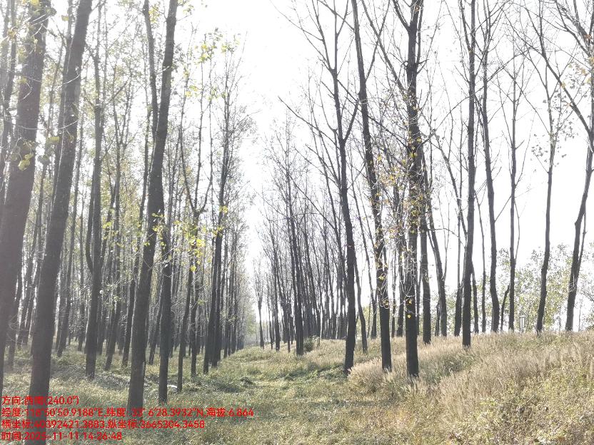 洪泽区入江水道左堤10.6K-15K处及苏北灌溉总渠右堤2.5K-11K处树木砍伐出售(国资监测编号GR2026JS5002391)