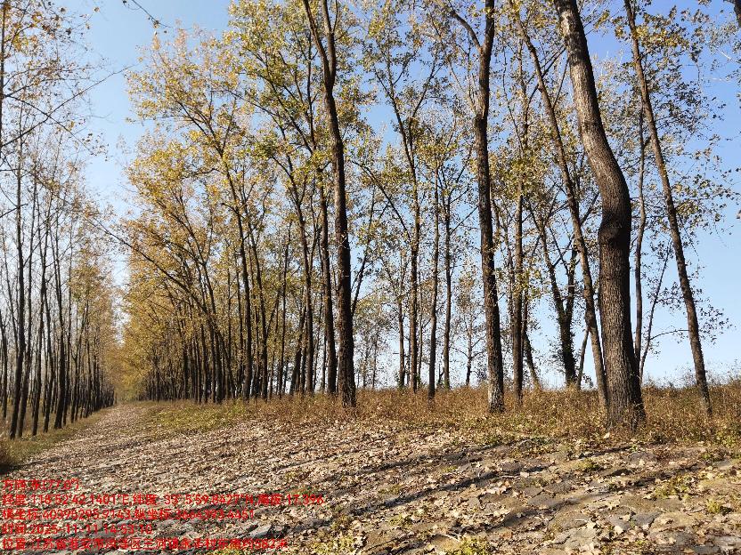 洪泽区入江水道左堤10.6K-15K处及苏北灌溉总渠右堤2.5K-11K处树木砍伐出售(国资监测编号GR2026JS5002391)