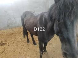 24匹观赏蒙古马处置（内蒙古乌兰恰特演艺有限责任公司）(国资监测编号GR2026NM1002513)