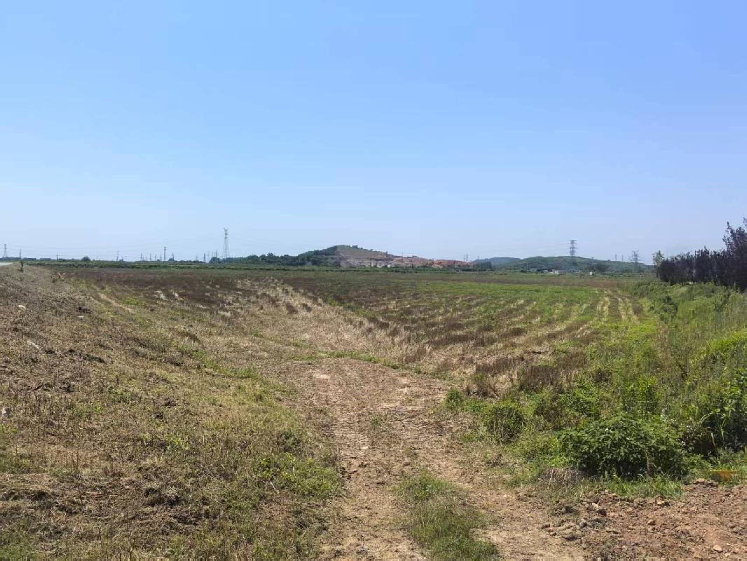 芜湖市弋江区白马街道新大垾村约763.41亩土地经营权出租公告