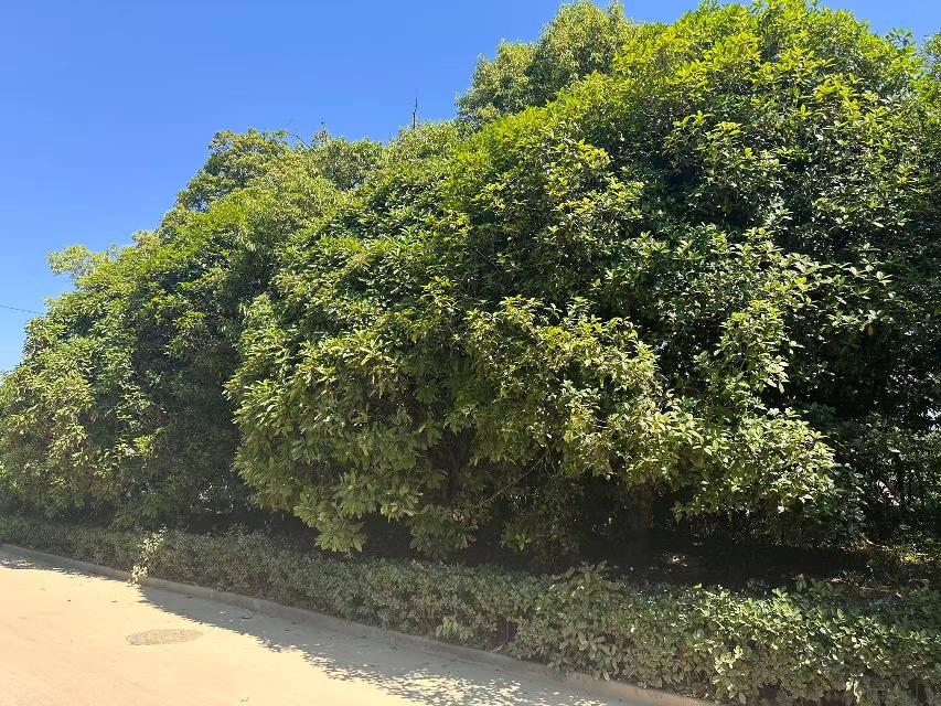 恐龙园西门616平方米土地招租公告