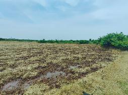 芜湖市湾沚区湾沚镇新丰村永丰、文村、马塘、水库组约158.64亩土地3年期经营权出租公告
