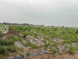 翁牛特旗桥头镇李家营村一宗约210亩土地经营权出租（租金底价315000.00元，租期自签订合同之日起至2030年12月31日）