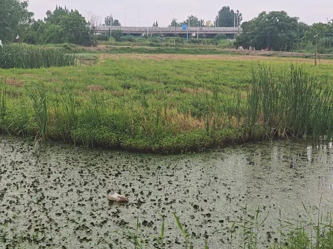 芜湖市弋江区火龙街道围山村约54.68亩土地经营权出租公告