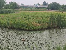 芜湖市弋江区火龙街道围山村约54.68亩土地经营权出租公告