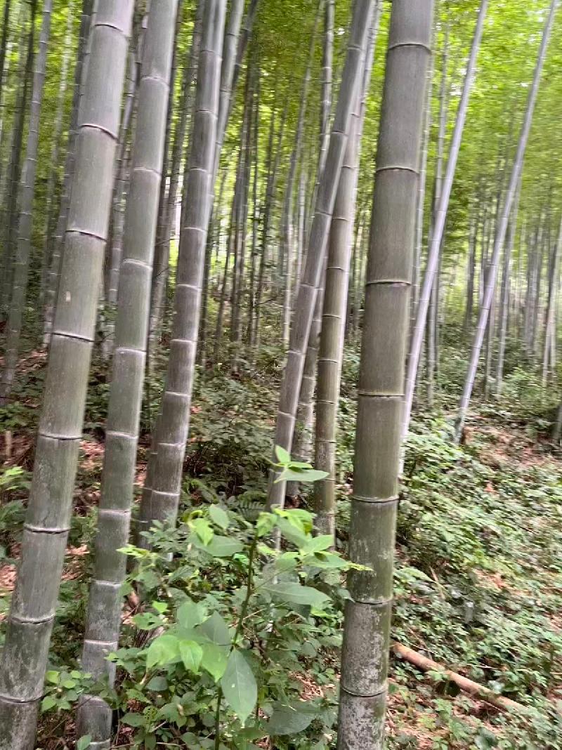南陵县工山镇大工村集体山场约330亩区间内间伐毛竹转让公告