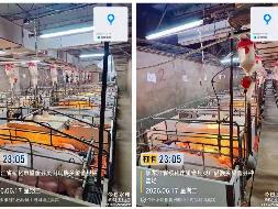 黑龙江北大荒牧业集团有限公司生产性生物性资产转让交易公告交易公告(国资监测编号GR2026HL2003966)