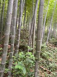 南陵县工山镇大工村集体山场约330亩区间内间伐毛竹转让公告