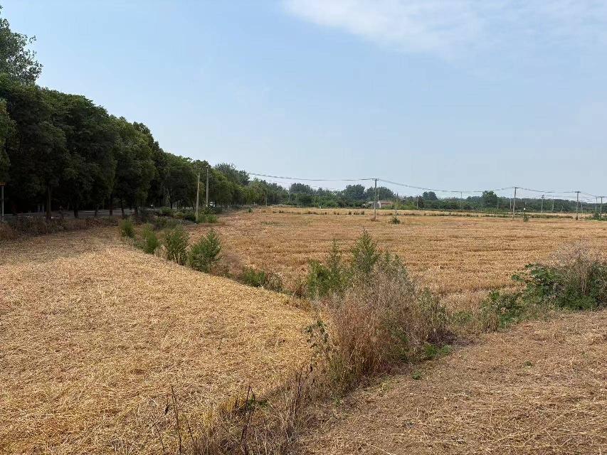 淮安市洪泽区东双沟镇张庄村境内，砚临河南侧、洪三路西侧土地招租招租公告