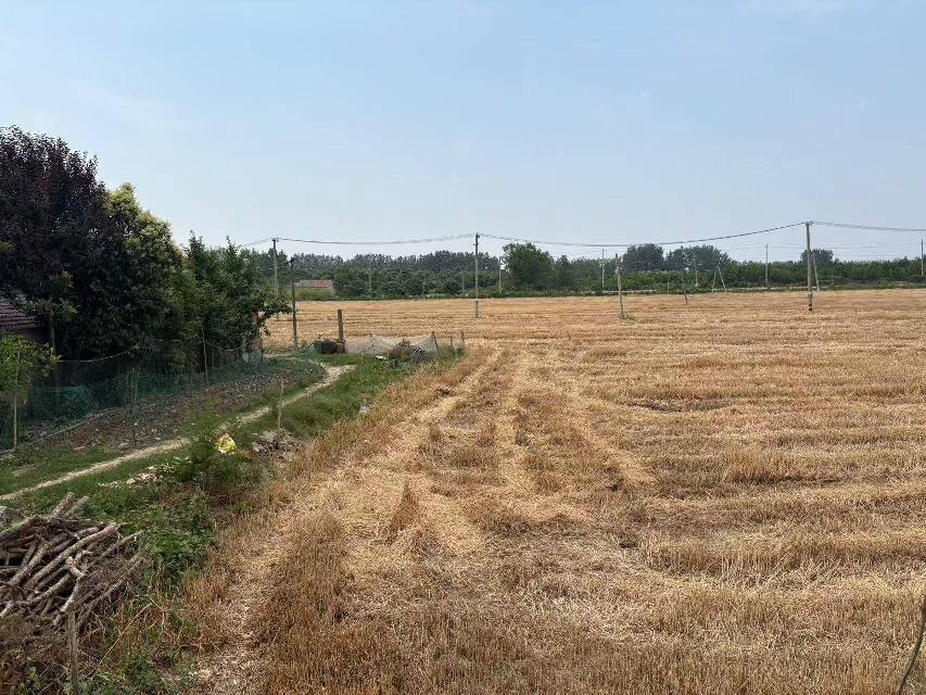 淮安市洪泽区东双沟镇张庄村境内，砚临河南侧、洪三路西侧土地招租招租公告