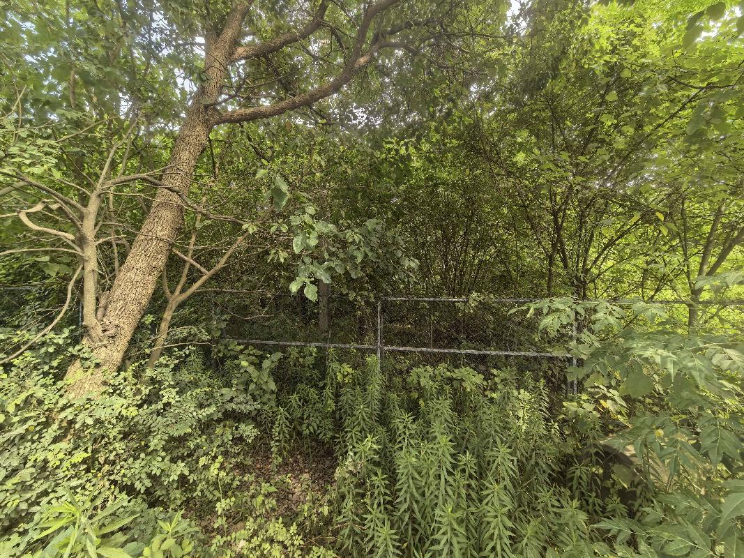 芜湖发电厂南侧（四褐山地块）苗圃栾树、石楠、冬青苗木资产转让公告(国资监测编号GR2026AH2001521)