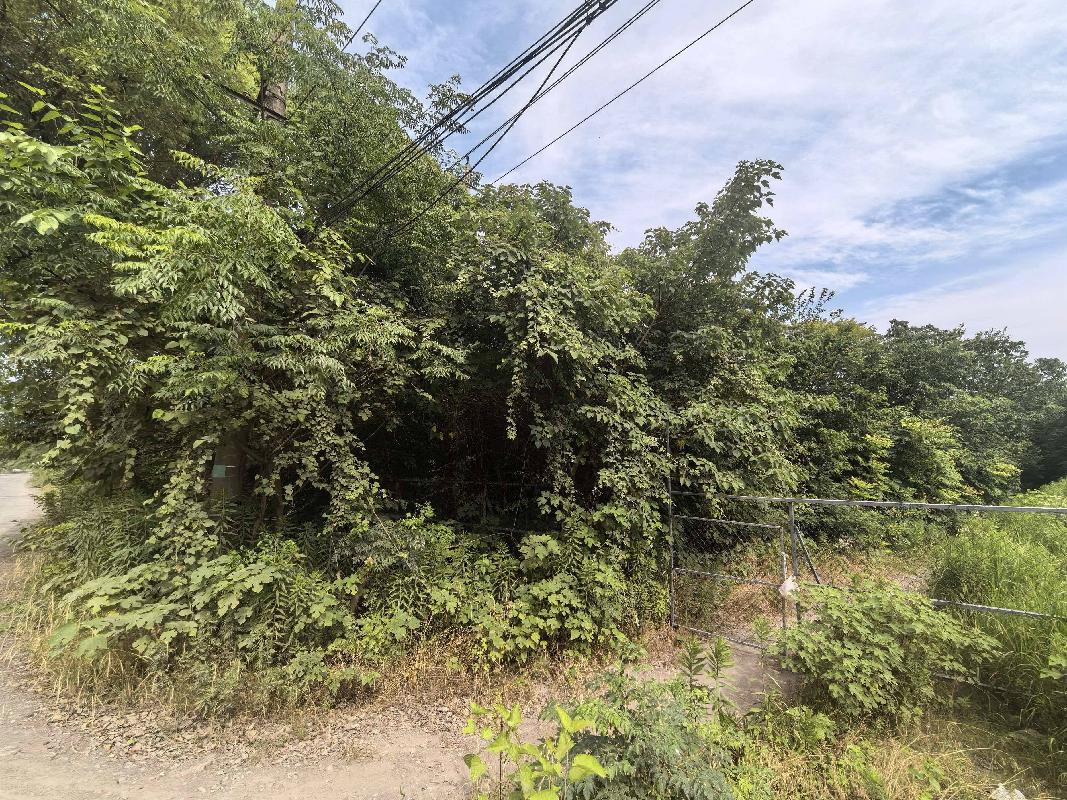 芜湖发电厂南侧（四褐山地块）苗圃栾树、石楠、冬青苗木资产转让公告