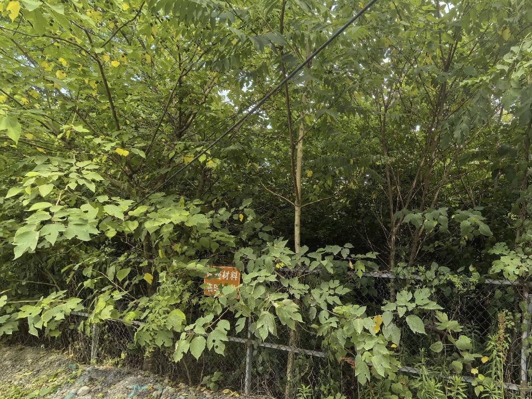 芜湖发电厂南侧（四褐山地块）苗圃栾树、石楠、冬青苗木资产转让公告(国资监测编号GR2026AH2001521)